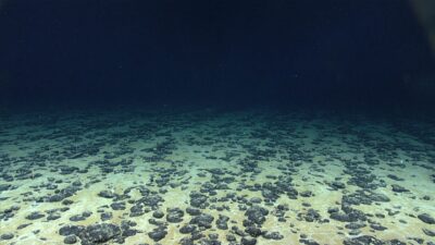 Polymetallic nodule field on the Pacific seafloor