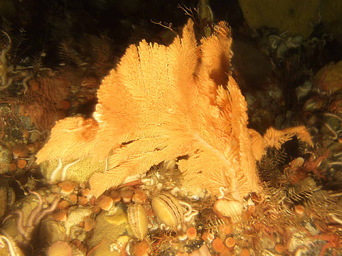A deep-sea coral that appears to reddish orange