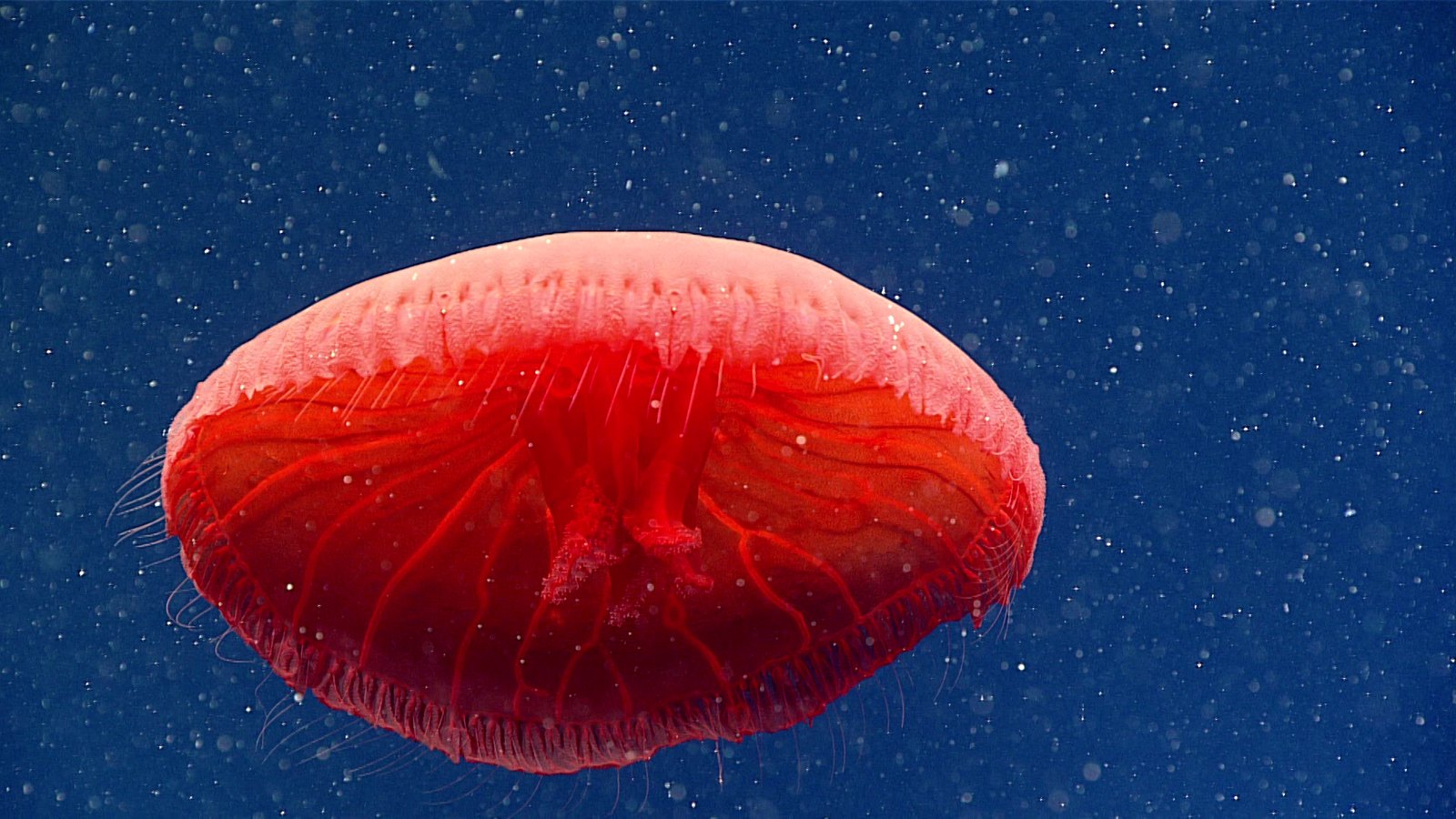 Photograph of a red jellyfish