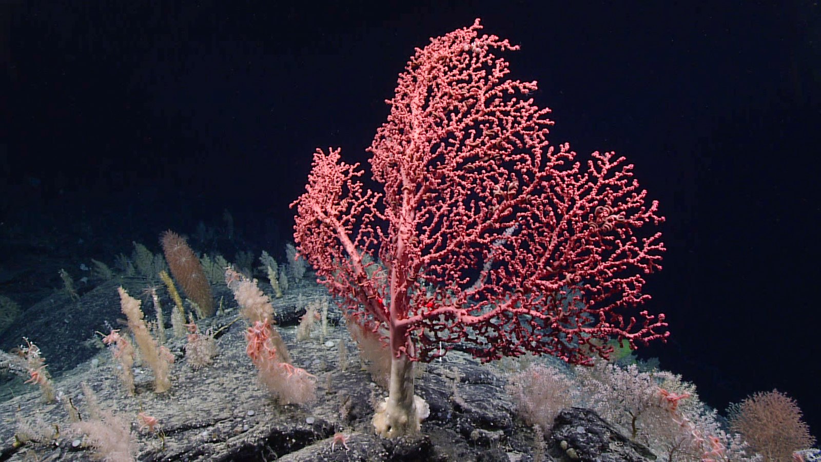 Photograph of bubblegum coral