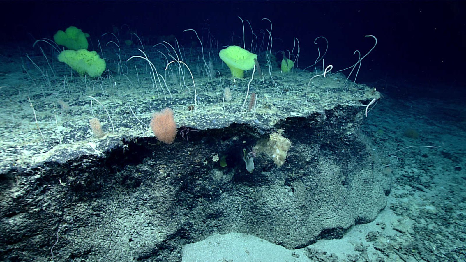Photograph of a multispecies coral garden
