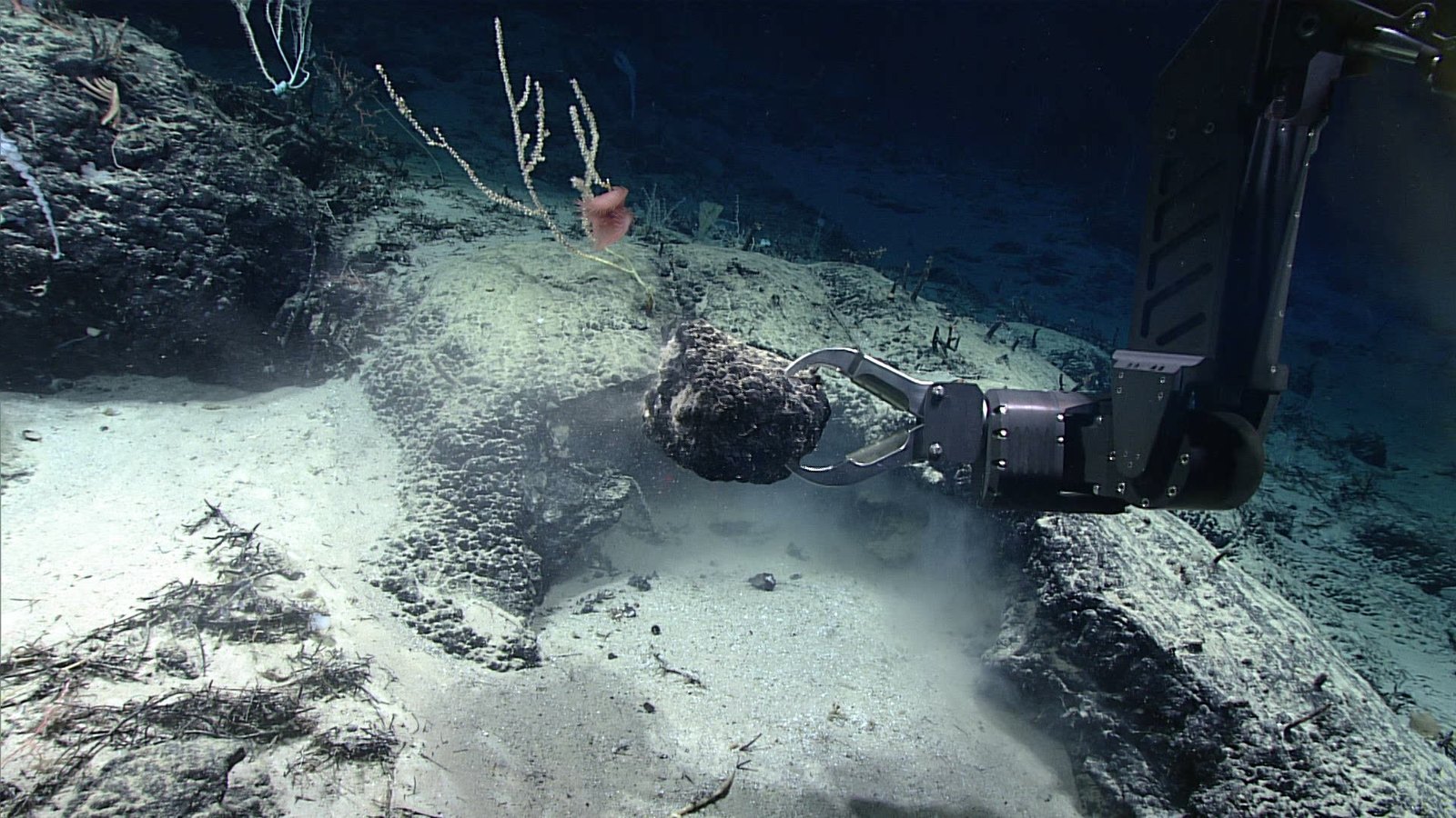 Collecting a rock sample from an unnamed seamount using the manipulator on the D2 ROV (remotely operated vehicle)