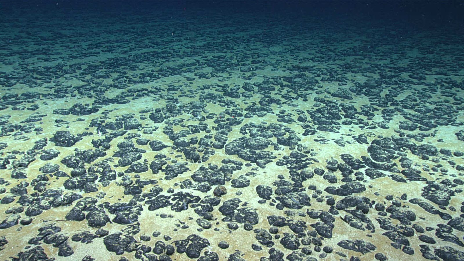An underwater photo of round, black mineral-rich nodules on the ocean floor.