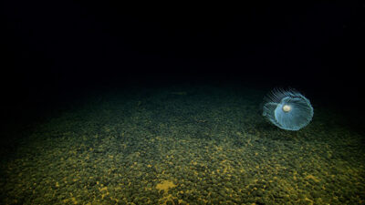 A translucent jellyfish swims above a textured ocean floor covered in dark, round formations, set against a dark background.
