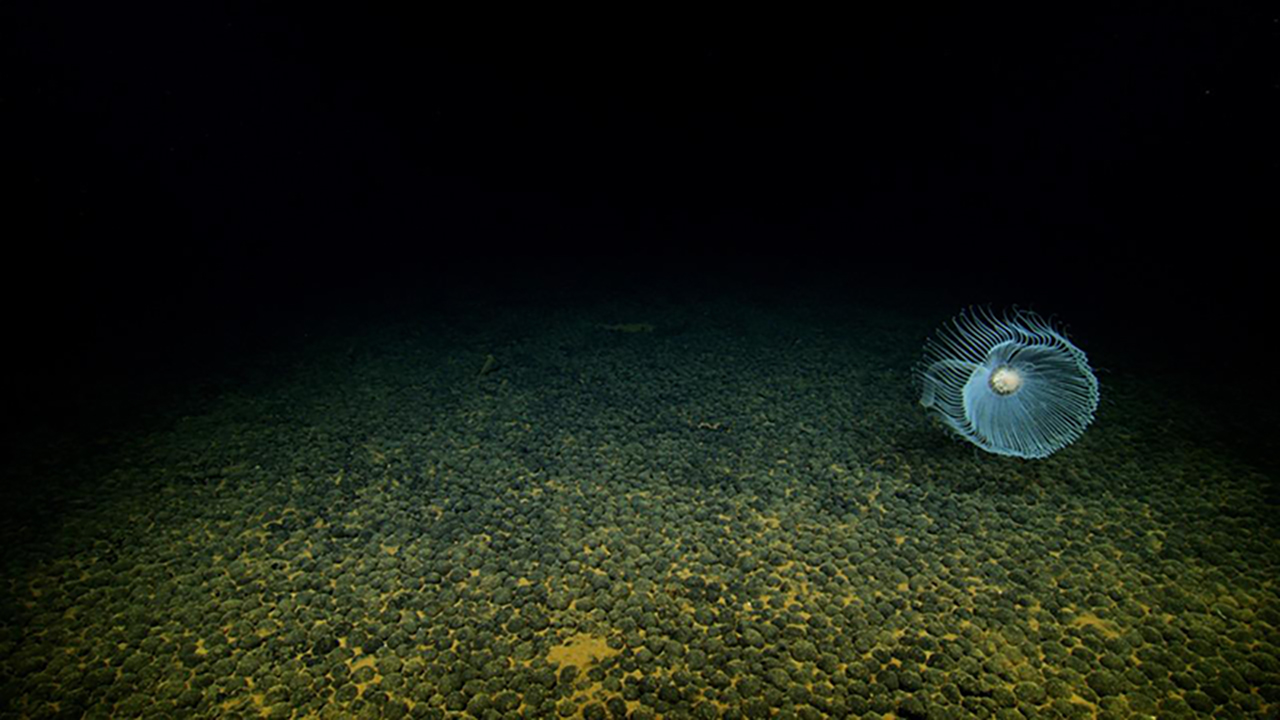 A translucent jellyfish swims above a textured ocean floor covered in dark, round formations, set against a dark background.