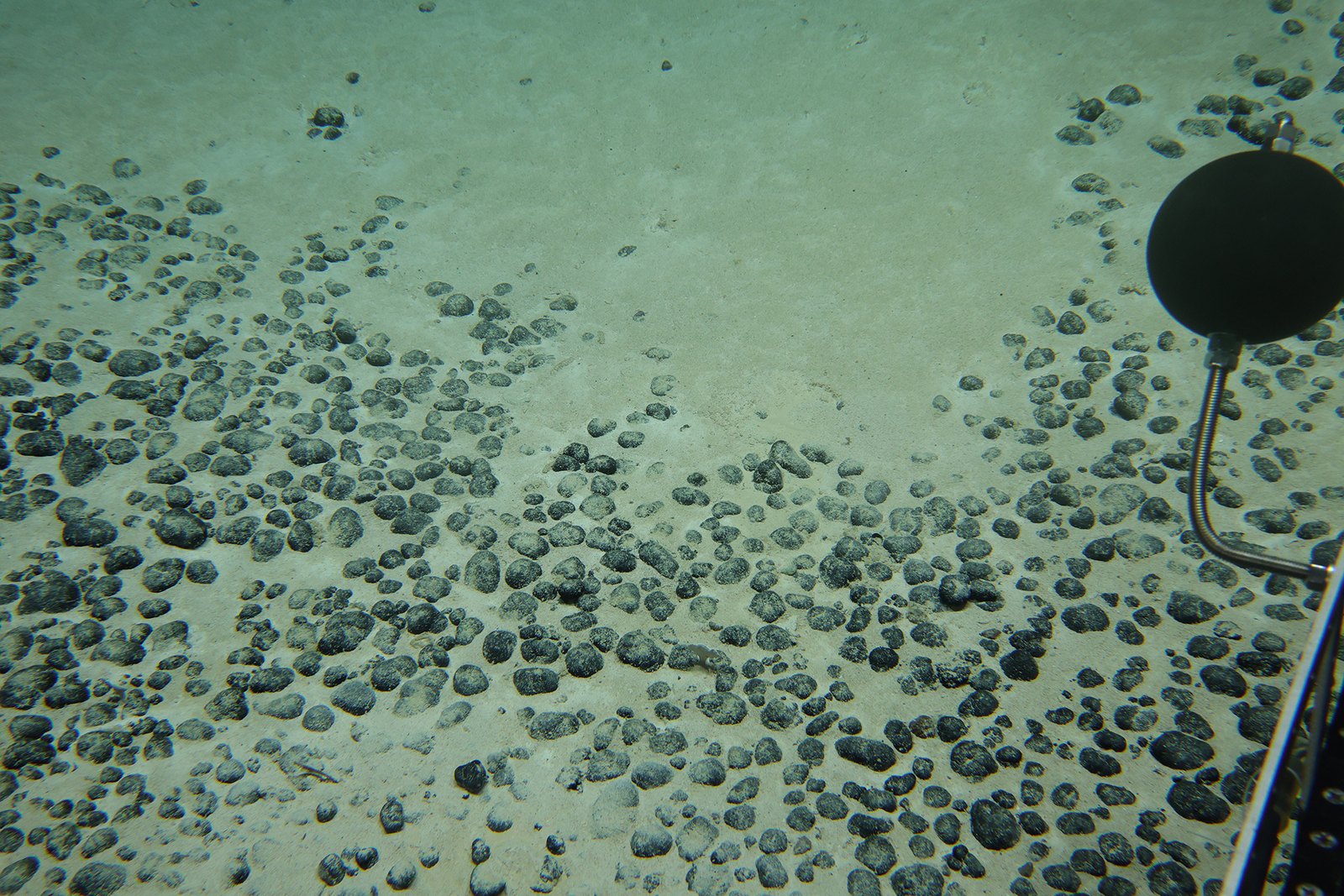 Abundant polymetallic nodules observed while exploring a small feature midway between Rarotonga and Palmerston Atoll