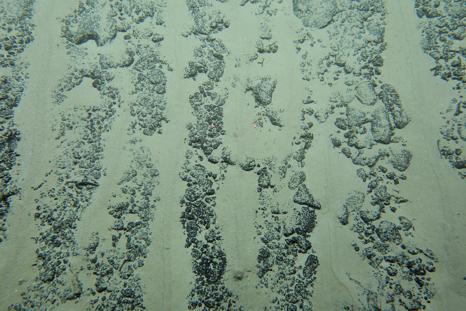 Bands of potential polymetallic nodules seen during Dive 03 of the 2026 Cook Islands ROV Exploration.