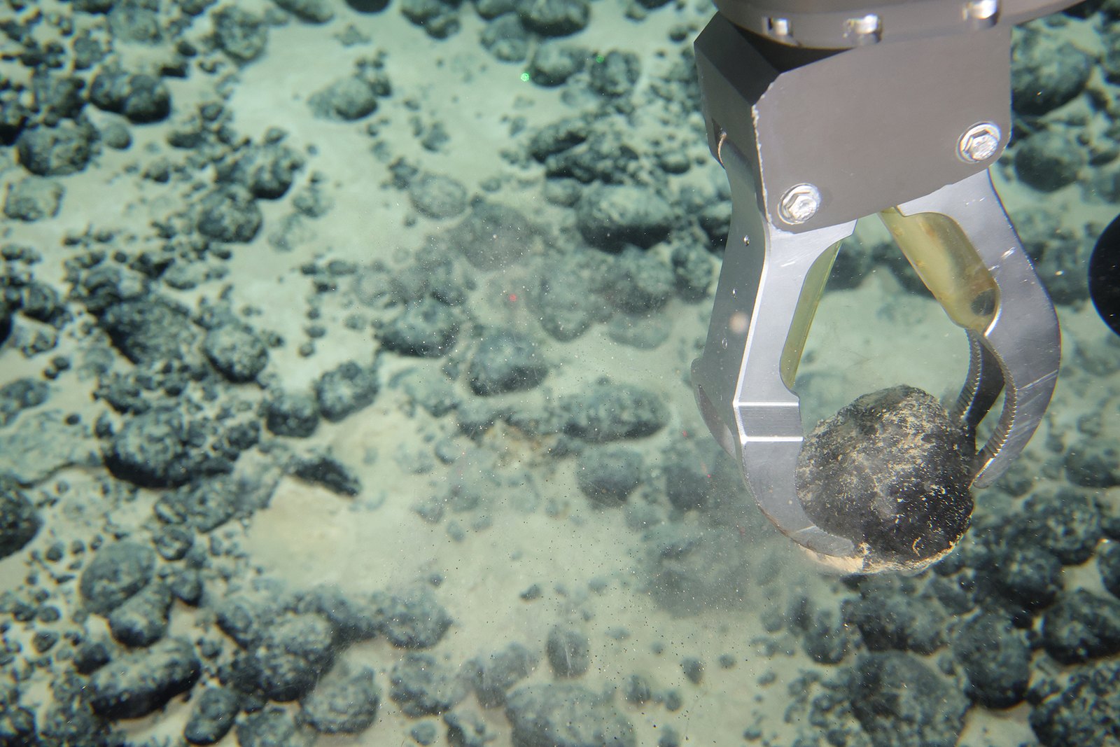 A large polymetallic nodule is collected from the seafloor during the fourth dive of the 2026 Cook Islands ROV Exploration cruise.