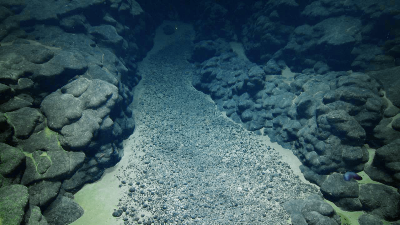 Image of the seabed path of dark, pebble-like nodules surrounded on either side by thick rows of lava flows.