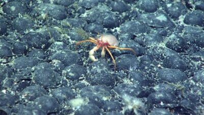 What Are Marine Critical Minerals?