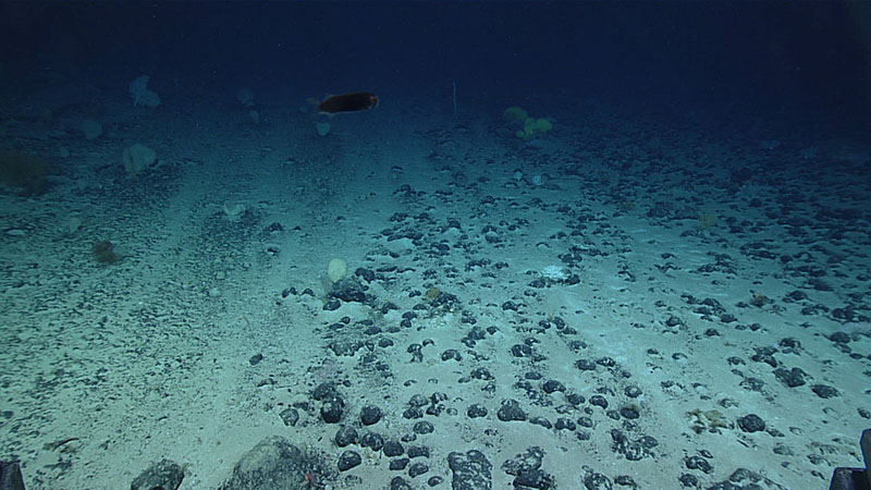 An extensive field of ferromanganese nodules, often interspersed with wide patches of ripple-ornamented sediment, formed the bulk of the hard seafloor substrate for much of Dive 17 of the 2021 North A