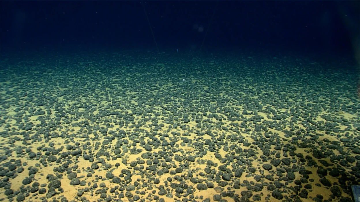 Underwater image of polymetallic nodule field from American Samoa