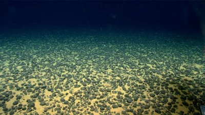 Underwater image of polymetallic nodule field from American Samoa