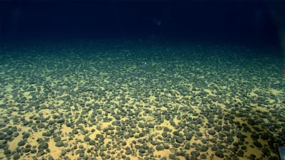 Polymetallic nodules on the seafloor near American Samoa, photographed by NOAA's remotely operated vehicle Deep Discoverer during the August and September 2026 expedition that mapped the waters now up for lease.